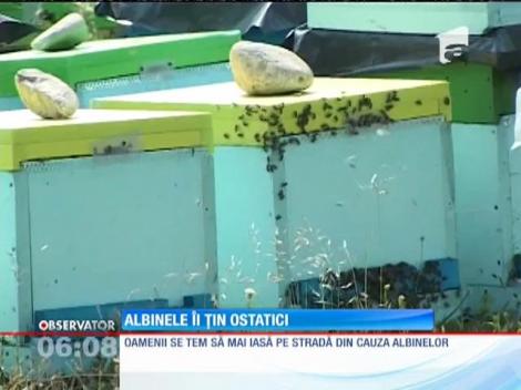 Albinele au devenit agresive din cauza căldurii. Într-un sat din Gorj, oamenii nu mai pot sta în propriile case