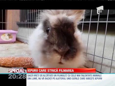 Special! Iepurii care strică filmarea