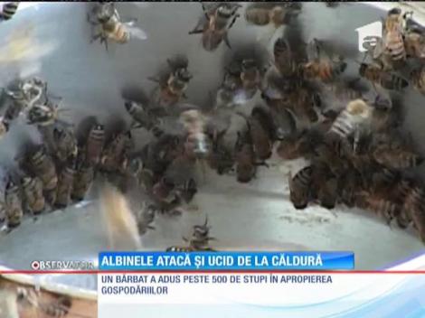 Albinele au devenit agresive din cauza căldurii