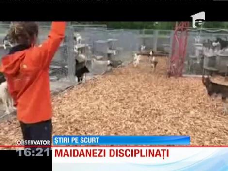 Maidanezi disciplinați în Germania