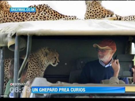 Momente de neuitat în savană. Turist, față în față cu un ghepard curios