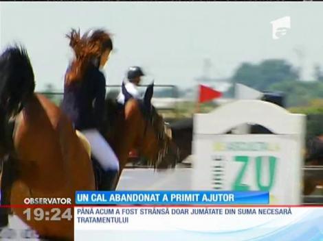 Thunder, calul abandonat pe un câmp lângă Craiova