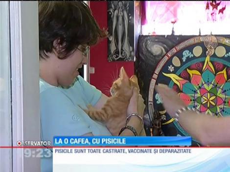 În București s-a deschis singura cafenea de unde poți adopta și o pisică