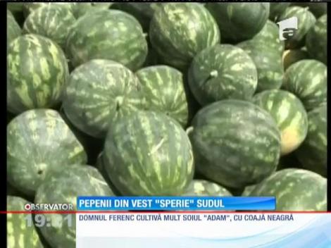 Pepenii din comuna Tinca mai dulci ca cei din Dăbuleni