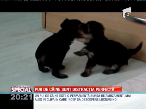 Special! Puii de câine sunt distracţia perfectă