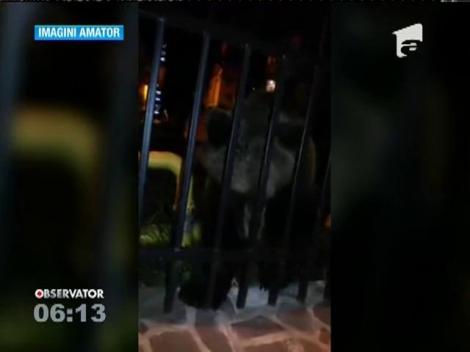 Urşii au dat năvală la tomberoane, în cartierele din Buşteni