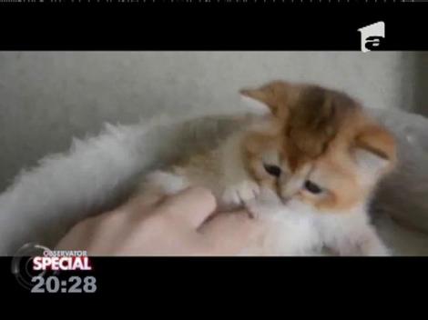 Special! Cel mai alintat pisoi din lume