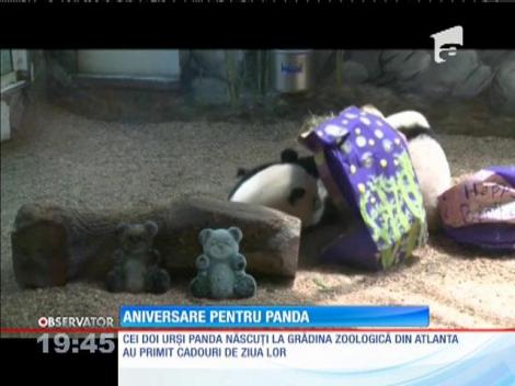 Aniversare memorabilă pentru doi urși panda
