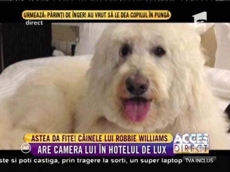 Câinele lui Robbie Williams, tratat regește în România!