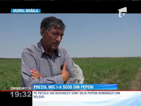 Au apărut pepenii românești