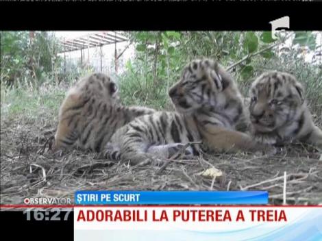 Trei pui de tigru fac deliciul vizitatorilor unui parc natural din Crimeea