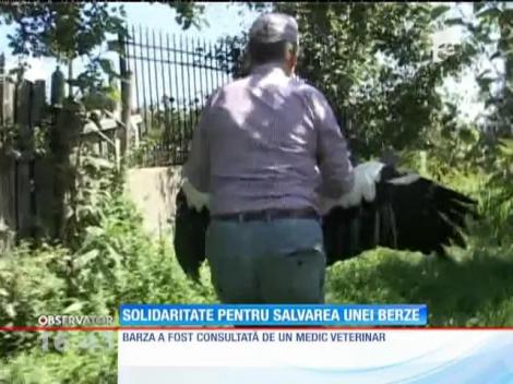Solidaritate pentru salvarea unei berze