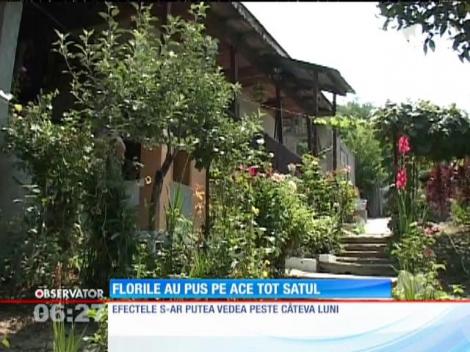 O comunitate întreagă din judeţul Gorj stă ca pe ace, după ce zeci de vaci ar fi mâncat flori cu bolduri