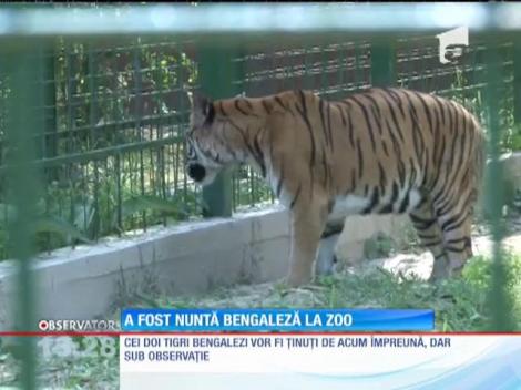 Nuntă bengaleză la Grădina Zoologică din Bucov