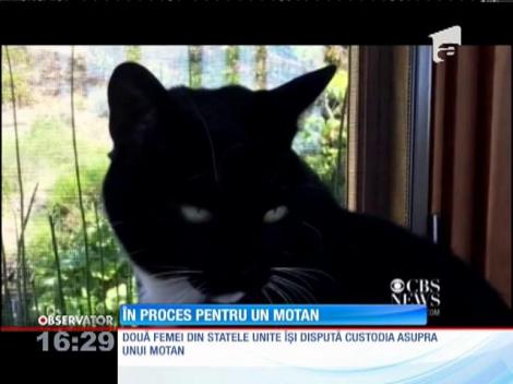 Două femei în proces pentru un motan