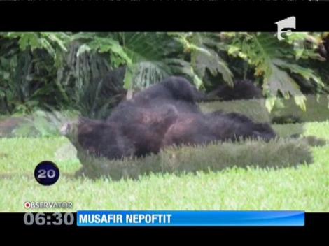 O familie din Florida s-a trezit cu un musafir nepoftit - un urs uriaş
