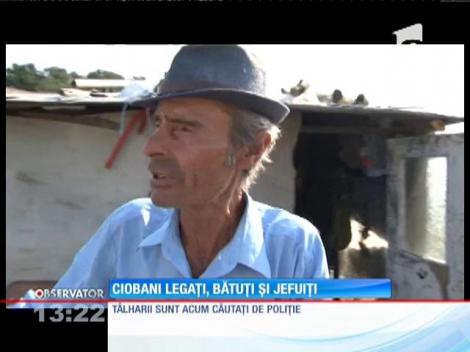 În loc de lupi, au venit hoţii la o stână din Dâmboviţa