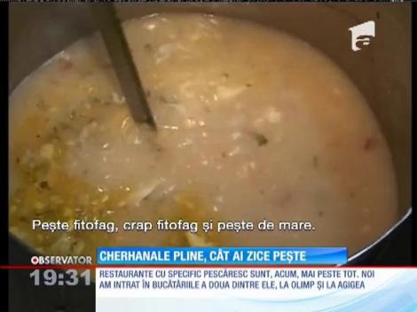 Cherhanale pline, cât ai zice peşte