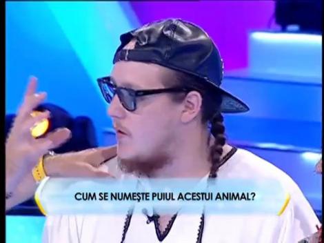 Runda 2: Cum se numeşte puiul caprei?