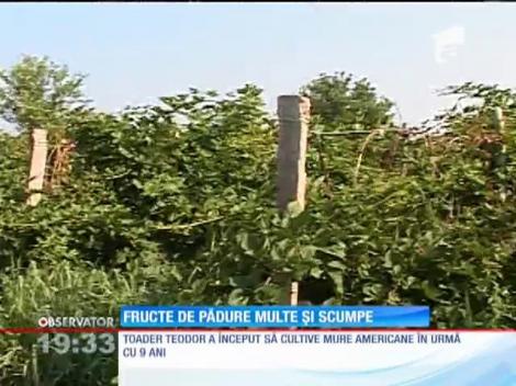 Fructele de pădure au preţuri mari pentru că se culeg greu