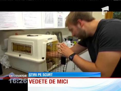 Clipurile haioase cu animale, benefice pentru sănătatea emoţională a privitorului