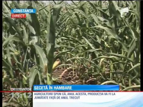 Agricultorii, neputincioși în fața naturii! Seceta taie în jumătate recolta de porumb