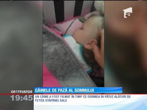 SUA: Un câine a fost filmat în timp ce doarme în pătuţ, alături de bebeluţul stăpânei