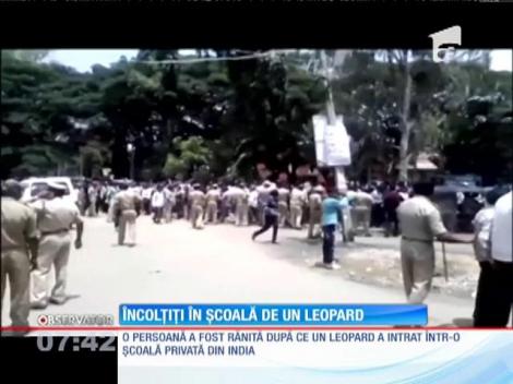 Clipe de panică într-o şcoală privată din sudul Indiei, după ce un leopard a intrat în clădire