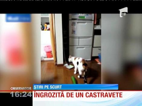 O pisică îngrozită de un castravete