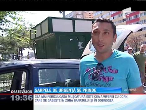 Herpetologul Doru Panaitescu ne învaţă cum se prinde un şarpe