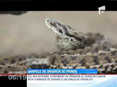 Boa de nisip, cel mai rar șarpe din România