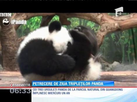 Petrecere de ziua tripleţilor Panda