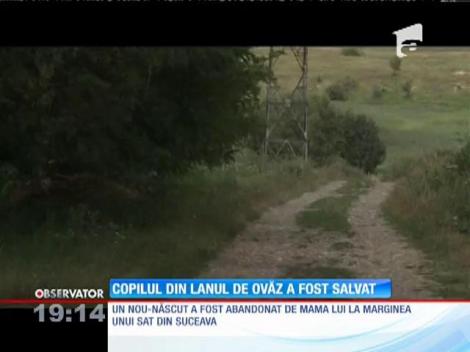 O mamă şi-a abandonat pruncul pe un câmp din Suceava