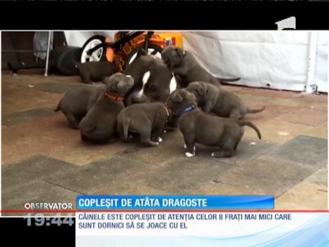 Un pitbull, copleșit de dragostea celor opt frăţiori mai mici