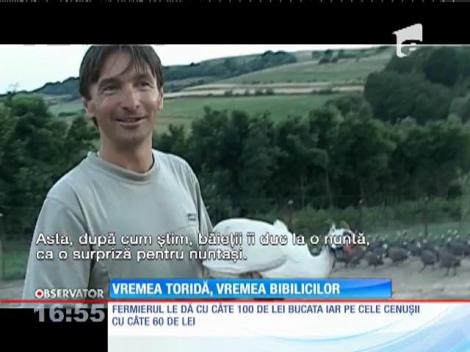 Vremea toridă, vremea bibilicilor