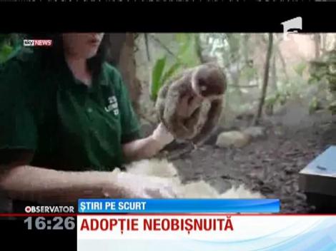 Marea Britanie: Un pui de leneş a fost dat spre adopţie unui urs de pluş