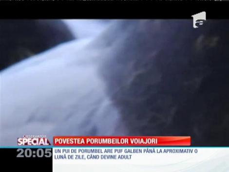 SPECIAL! Povestea porumbeilor voiajori