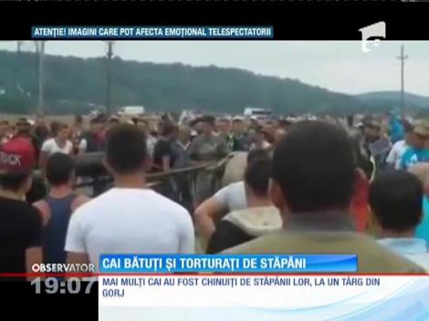 Imagini revoltătoare au fost suprinse la un târg de animale din Gorj