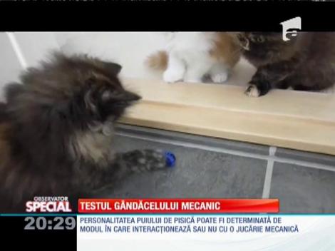 Special! Testul gândăcelului mecanic