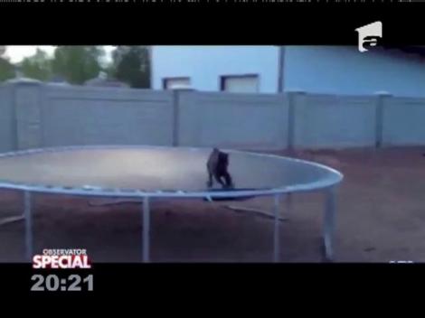 Special! Capra mică sare mult