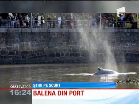 O balenă rătăcită în portul din Buenos Aires, punct de atracţie pentru turişti