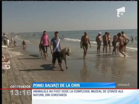 Ponei salvaţi de la chin