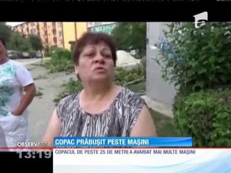 Copac prăbuşit peste maşini