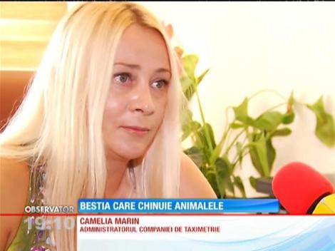 Cruzime fără margini. Un taximetrist din Bucureşti a aruncat un pui de pisică între doi câini de luptă