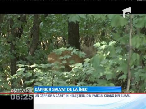 Un căprior care s-a aventurat într-un parc din Buzău a fost salvat de la înec