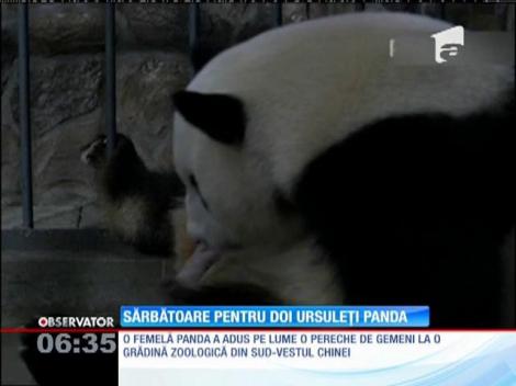 O femelă panda de la o gradină zoologică din China a adus pe lume o pereche de gemeni!