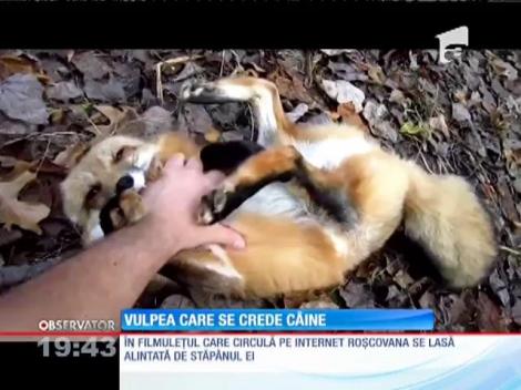 Vulpea care se crede câine