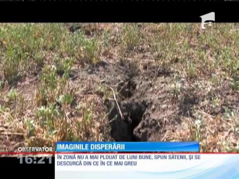 Seceta face victime! Pentru că nu au cu ce să hrănească animalele, le-au dus la abator