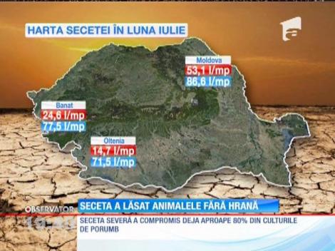 Seceta a lăsat animalele fără hrană. În unele zone ale țării nu a mai plouat de 4 luni!