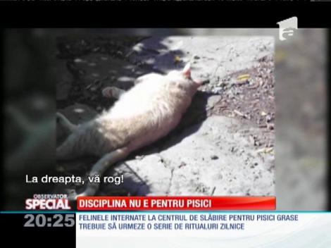 Special! Disciplina nu este pentru pisici